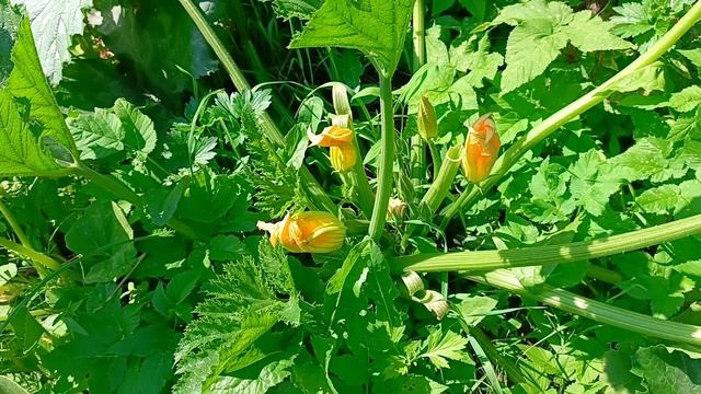 Почему у кабачков много пустоцветов - разбираю причины и показываю решения