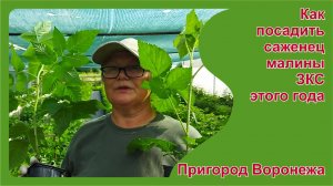 Как сажать малину ЗКС этого года летом.