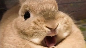 Милые кролики в действии 🐰💖: нежность и забавы!✨