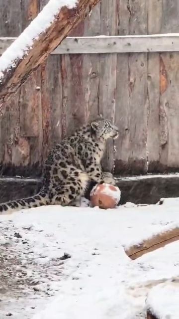 Снежные Барсы😆😘