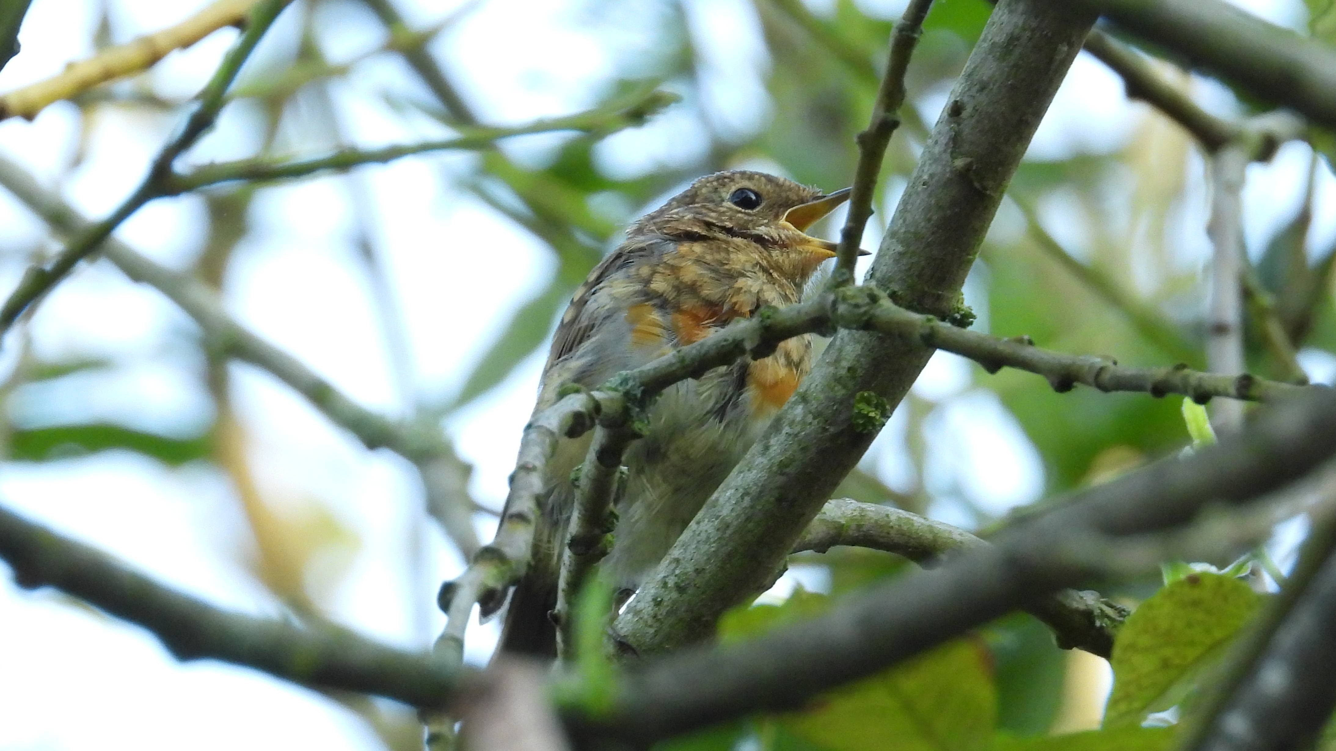 Малиновка, слеток Зарянки начинает петь свои первые песни, 26.07.2025, Великий Новгород смотреть онлайн