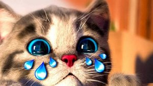 Развивающие игры с маленьким котенком - играю и ухаживаю за питомцем