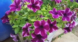 Обзор выходного дня 19-20 июля