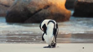 Пингвины на берегу и в воде | Красивое видео дикой природы под спокойную музыку