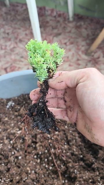 Результат укоренения Можжевельника Нана🌱 смотреть онлайн