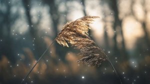 beautiful relaxing piano music if you're feeling lost in life.