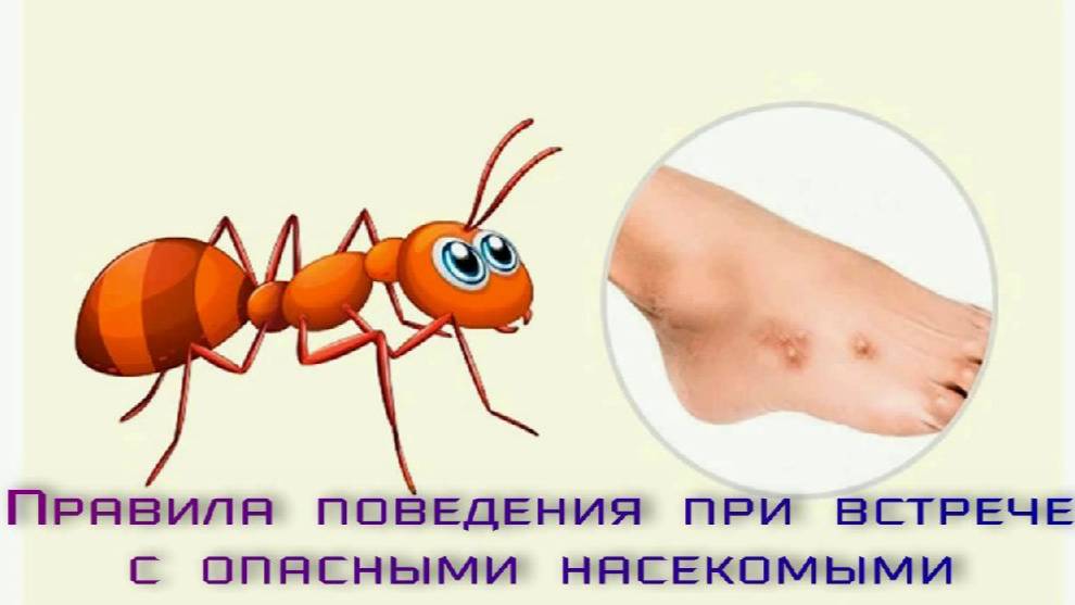 Правила поведения при встрече с опасными насекомыми. смотреть онлайн