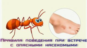 Правила поведения при встрече с опасными насекомыми.