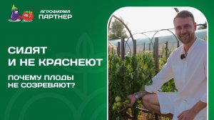 ПОЧЕМУ ПЛОДЫ НЕ СОЗРЕВАЮТ? Давайте разбираться!