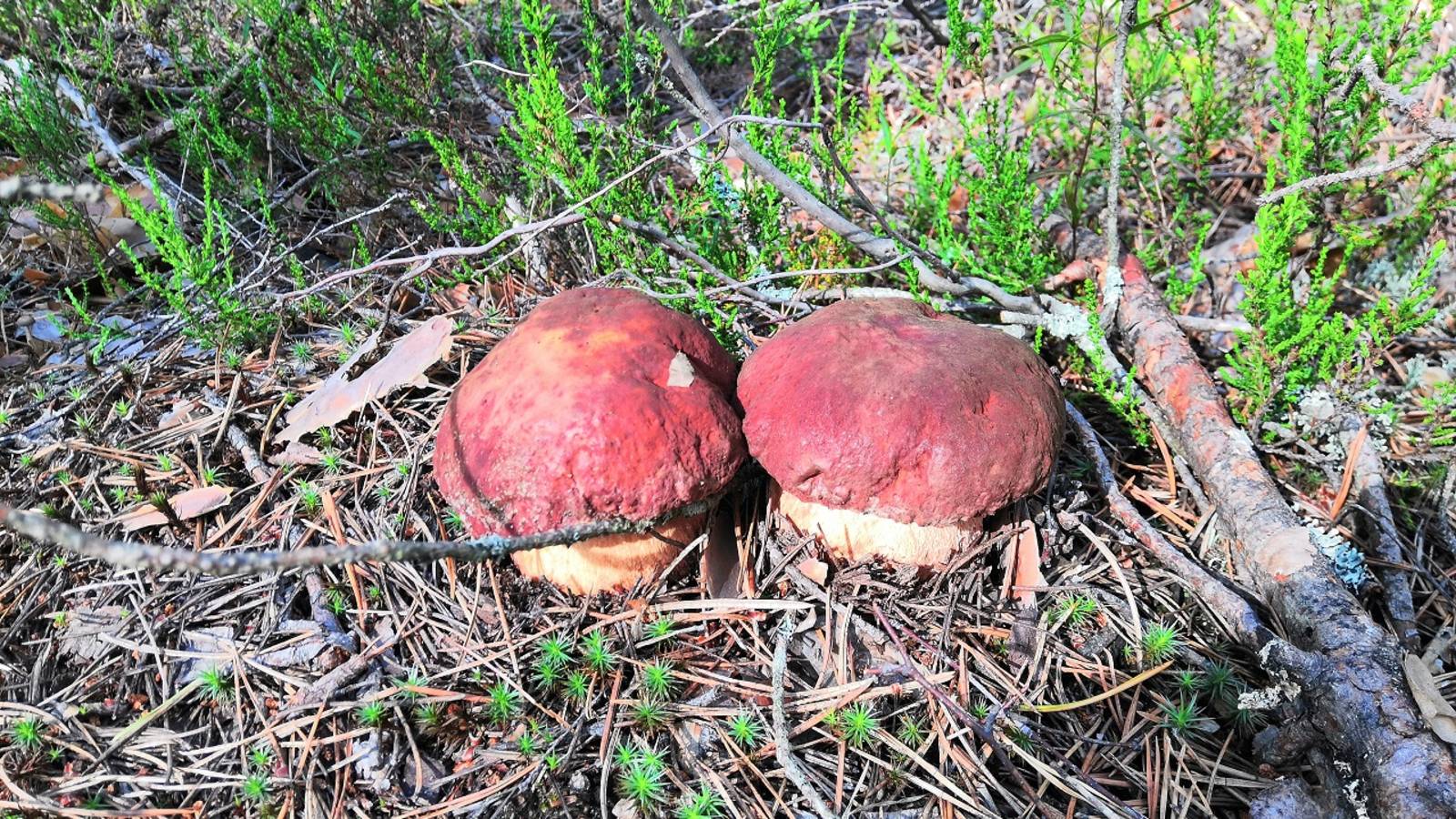 Грибная охота в июле 2025 года. Лесные дороги - лучшие места для сбора первых маслят и белых грибов смотреть онлайн