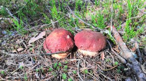 Грибная охота в июле 2025 года. Лесные дороги - лучшие места для сбора первых маслят и белых грибов