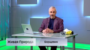 Живая природа. "Борщевик"