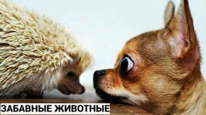 СМЕШНЫЕ ВИДЕОПРИКОЛЫ |Смешные моменты с животными |Я РЖАЛ ДО СЛЕЗ|ПОДБОРКА ПРИКОЛОВ