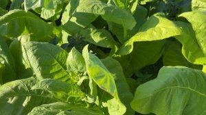 Табак сорт Крепыш