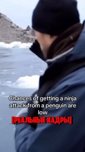 Самые СИЛЬНЫЕ Итальянские Животные (Мемы)🤯 Часть 10 bombardino cocodrilo tung tung sahur