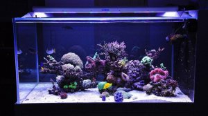 Cвет в рифовых аквариумах