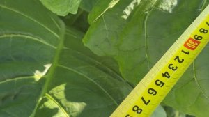 Табак-сорт Kumanovo