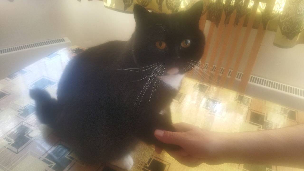 Как научить кота или кошку давать лапу. Дрессировка домашних питомцев смотреть онлайн