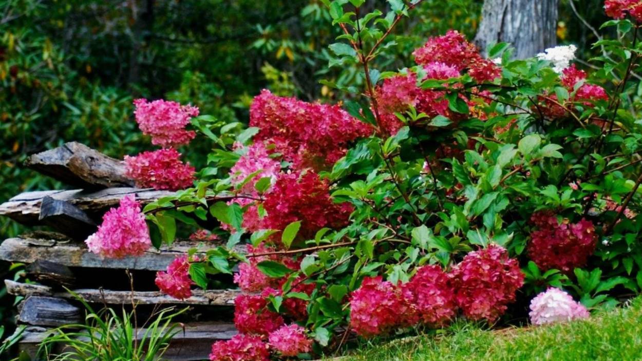 Цветение гортензий в июле. На что обратить внимание . смотреть онлайн
