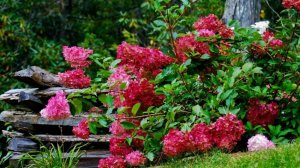 Цветение гортензий в июле. На что обратить внимание .