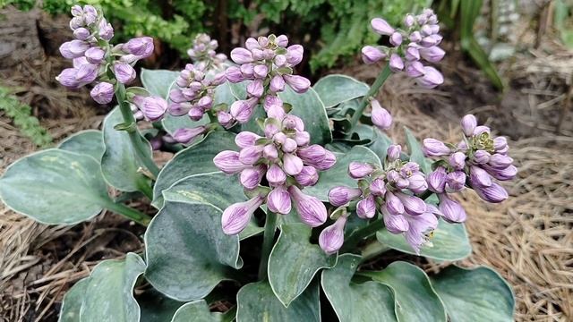 Хоста 'Блю Маус Иэрс' в нашем саду 2025. Видеопортрет растения смотреть онлайн