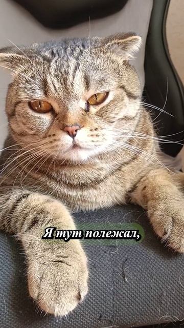 КОТ О СВОЕЙ РАБОТЕ!💥😏😹#cat #кот #смешныекоты  #TishaAndAlex