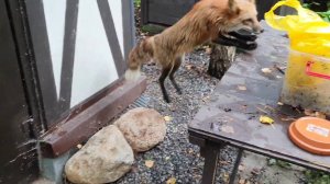 Лиса-Алиса. Хулиганское поведение лисы при виде желтого пакета