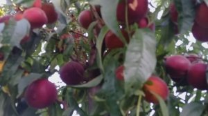 персик памяти Бабенкова