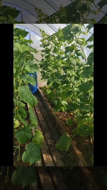 Огурцы.mp4 смотреть онлайн