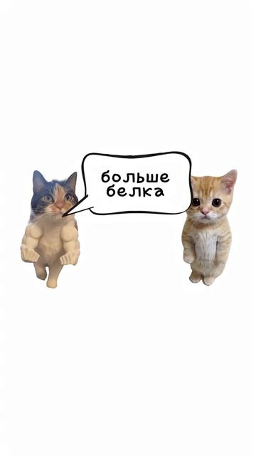 объясняют котята смотреть онлайн