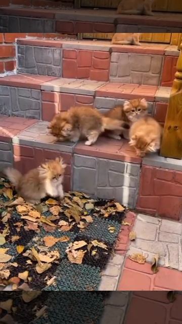 Милота! смотреть онлайн