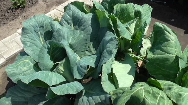 Табачная пыль от вредителей