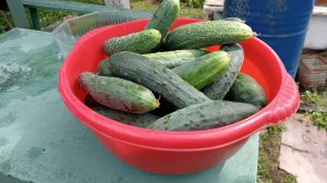 ОГУРЦЫ СОБИРАЕМ ТАЗИКАМИ 😍😍😍 КУДА ЖЕ ИХ ДЕВАТЬ? ОБЗОР УРОЖАЯ ОГУРЦОВ 😍 НЕБОЛЬШИЕ ХИТРОСТИ...