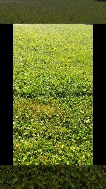 Газонокосилка.mp4 смотреть онлайн