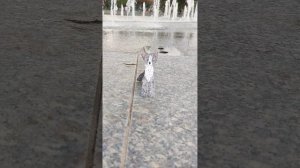 ПЕРВОЕ ВИДЕО?! Влог с моей бумажной собакой Элис🌸🫧