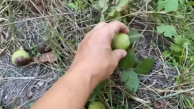 Собираем грецкий орех. Большая закупка в магните. Жизнь в станице Натухаевская.Строим дом на юге смотреть онлайн