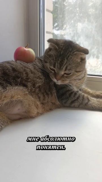 КОТИК С ЯБЛОЧКОМ💥😏😹🥺#cat #кот #юмор #приколы