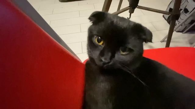 ЗАГОТОВКА ПОЛУФАБРИКАТОВ. Часть I.Заморозка еды на 2 недели. Экономное меню. Переезд на юг смотреть онлайн