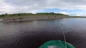 Рыбалка на Енисее. Добыча тугуна неводом.