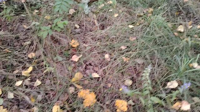 Побочный продукт пчеловодства