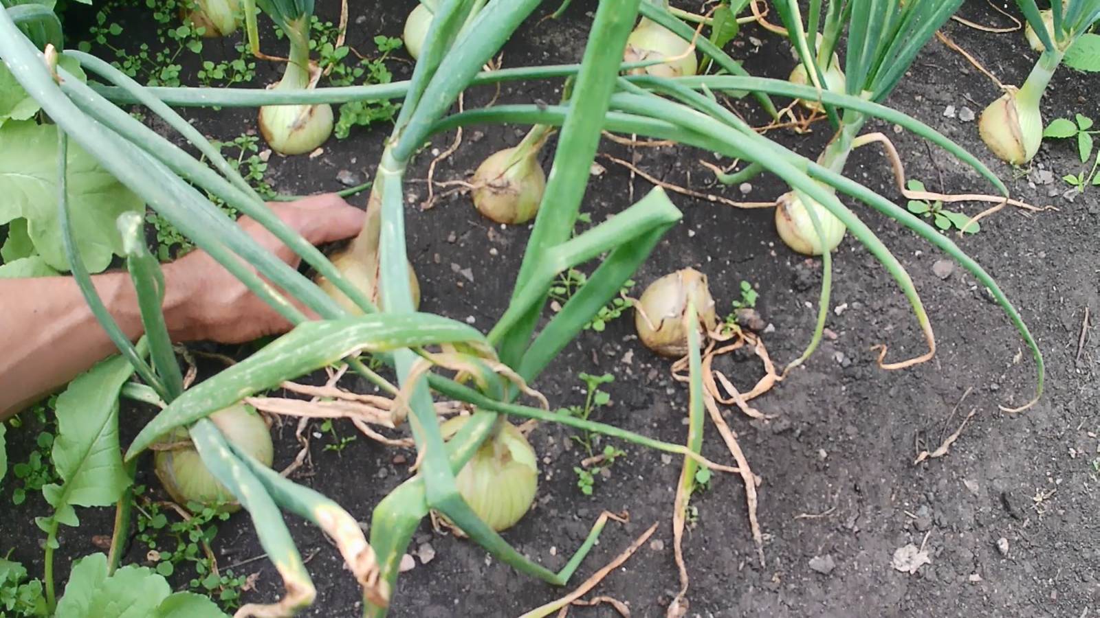 Урожай лука и чеснока на биогумусе. Когда убирать чеснок в 2025г. Лук эксибишен в Челябинске. смотреть онлайн