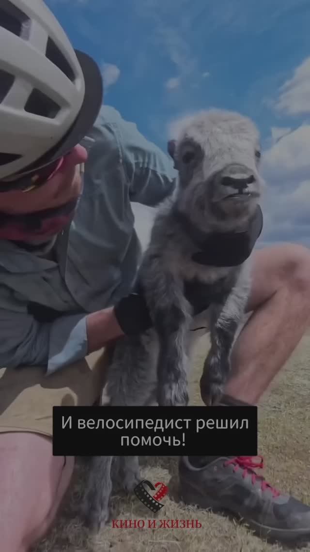 Возвращение велосипедистом маленького яка смотреть онлайн