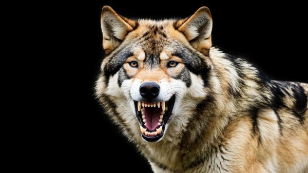 DJ XAM 77. 291 Добряк. Рэп.