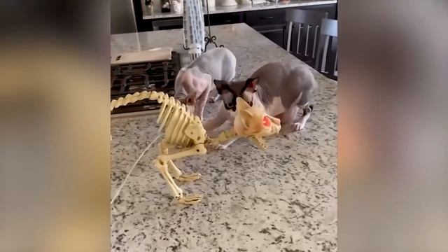 Приколы с котами С ОЗВУЧКОЙ! Самые смешные животные перезалив от ♡𝓐𝓼𝓱𝓼𝓱𝓲♡ смотреть онлайн