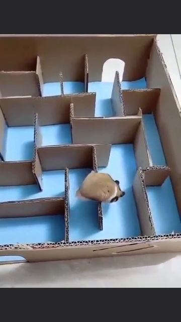 хомяк оказался умнее😆😅😂 смотреть онлайн