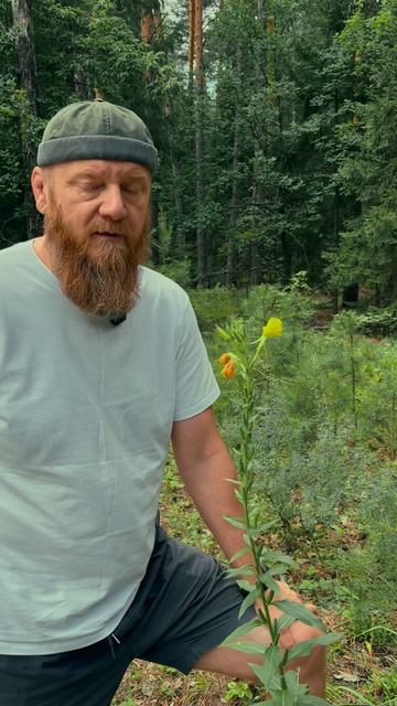 Энотера или ослинник лекарственное растение смотреть онлайн