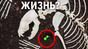 ЭКСПЕРИМЕНТ 100 ДНЕЙ В ЛЕСУ