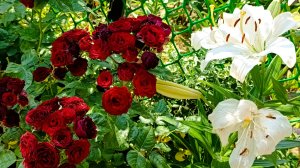 Розы и лилии на одной клумбе.