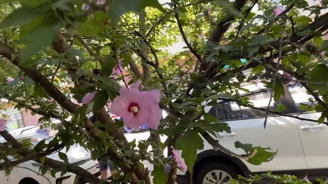 #ВЛОГ Тонирование волос в домашних условиях.Девочки приболели. смотреть онлайн