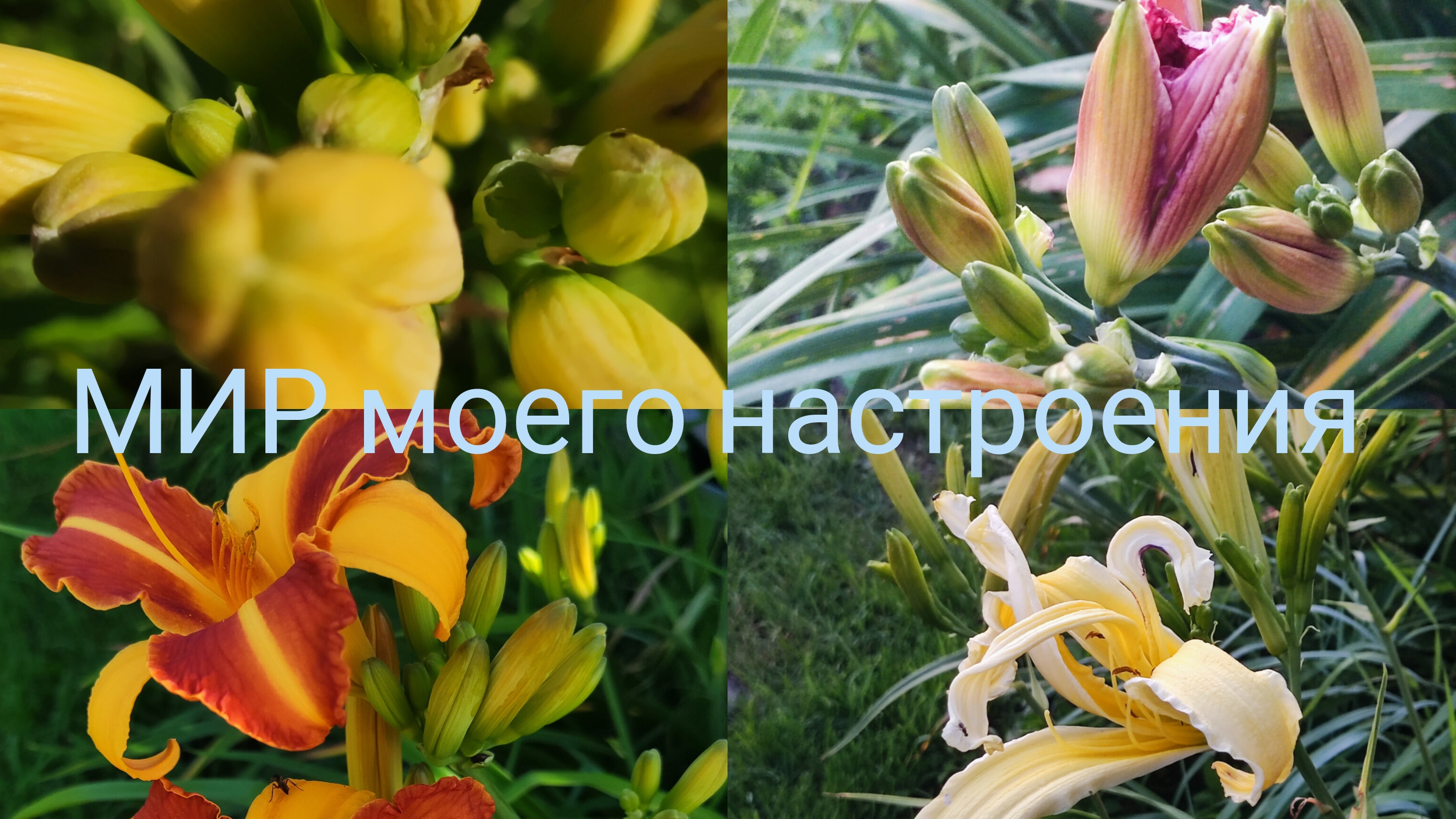 27.07.25 Дача.Опять про Гладиолусы.Зацветают Лилейники. смотреть онлайн